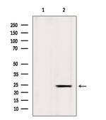 ICT1 Polyclonal Antibody