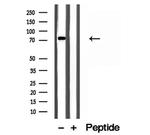 MTO1 Antibody in Western Blot (WB)