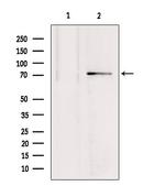 MTO1 Antibody in Western Blot (WB)