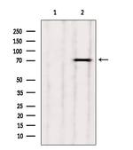 MTO1 Antibody in Western Blot (WB)