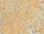 PKLR Antibody in Immunohistochemistry (Paraffin) (IHC (P))