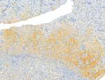 PKLR Antibody in Immunohistochemistry (Paraffin) (IHC (P))