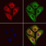 RCN2 Polyclonal Antibody