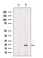 SNAPAP Polyclonal Antibody