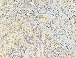 TLE3 Antibody in Immunohistochemistry (Paraffin) (IHC (P))