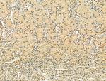 TLE3 Antibody in Immunohistochemistry (Paraffin) (IHC (P))