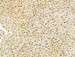 TOMM40 Antibody in Immunohistochemistry (Paraffin) (IHC (P))