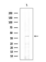 TOMM40 Antibody in Western Blot (WB)