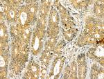 VNN1 Antibody in Immunohistochemistry (Paraffin) (IHC (P))