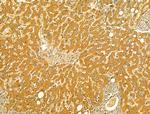 VNN1 Antibody in Immunohistochemistry (Paraffin) (IHC (P))