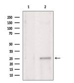 CHCHD6 Polyclonal Antibody