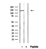 HPS5 Antibody in Western Blot (WB)
