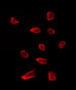 MAGOH Polyclonal Antibody