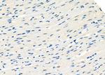 MAGOH Antibody in Immunohistochemistry (Paraffin) (IHC (P))