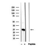 MPZL2 Antibody in Western Blot (WB)