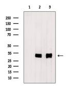 MPZL2 Antibody in Western Blot (WB)