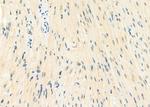 MGRN1 Antibody in Immunohistochemistry (Paraffin) (IHC (P))