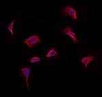 STBD1 Polyclonal Antibody