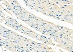 STBD1 Antibody in Immunohistochemistry (Paraffin) (IHC (P))
