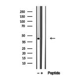TMOD1 Antibody in Western Blot (WB)