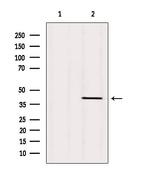 TMOD1 Antibody in Western Blot (WB)