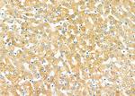 TMSB4X Antibody in Immunohistochemistry (Paraffin) (IHC (P))