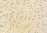 TRIM9 Antibody in Immunohistochemistry (Paraffin) (IHC (P))