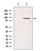 TRIM9 Antibody in Western Blot (WB)
