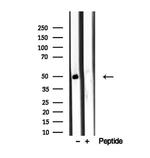 AZIN1 Antibody in Western Blot (WB)