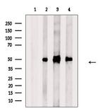 AZIN1 Polyclonal Antibody