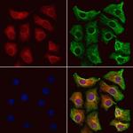 D4-GDI Polyclonal Antibody