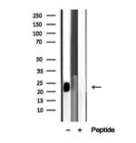 ARL8B Antibody in Western Blot (WB)