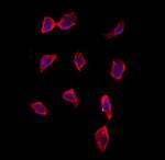 CRLS1 Antibody in Immunocytochemistry (ICC/IF)