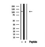 DAAM1 Antibody in Western Blot (WB)