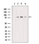 EXOC5 Polyclonal Antibody