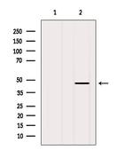 FBXO22 Antibody in Western Blot (WB)