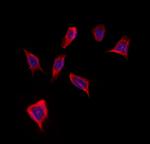 GMFG Polyclonal Antibody