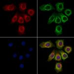 ITLN1 Polyclonal Antibody