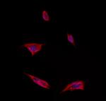 ITLN1 Antibody in Immunocytochemistry (ICC/IF)