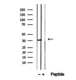 ITLN1 Antibody in Western Blot (WB)