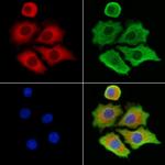 MTHFD1L Antibody in Immunocytochemistry (ICC/IF)