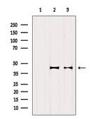 OXA1L Polyclonal Antibody