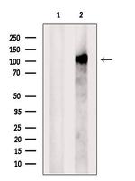 PACS2 Antibody in Western Blot (WB)