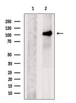 PACS2 Polyclonal Antibody