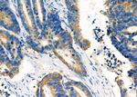 PCCA Antibody in Immunohistochemistry (Paraffin) (IHC (P))