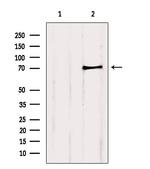 PCCA Antibody in Western Blot (WB)