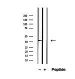 PIK3IP1 Antibody in Western Blot (WB)