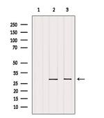 REEP2 Polyclonal Antibody