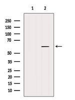 DHCR24 Antibody in Western Blot (WB)