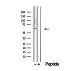 DHCR24 Antibody in Western Blot (WB)